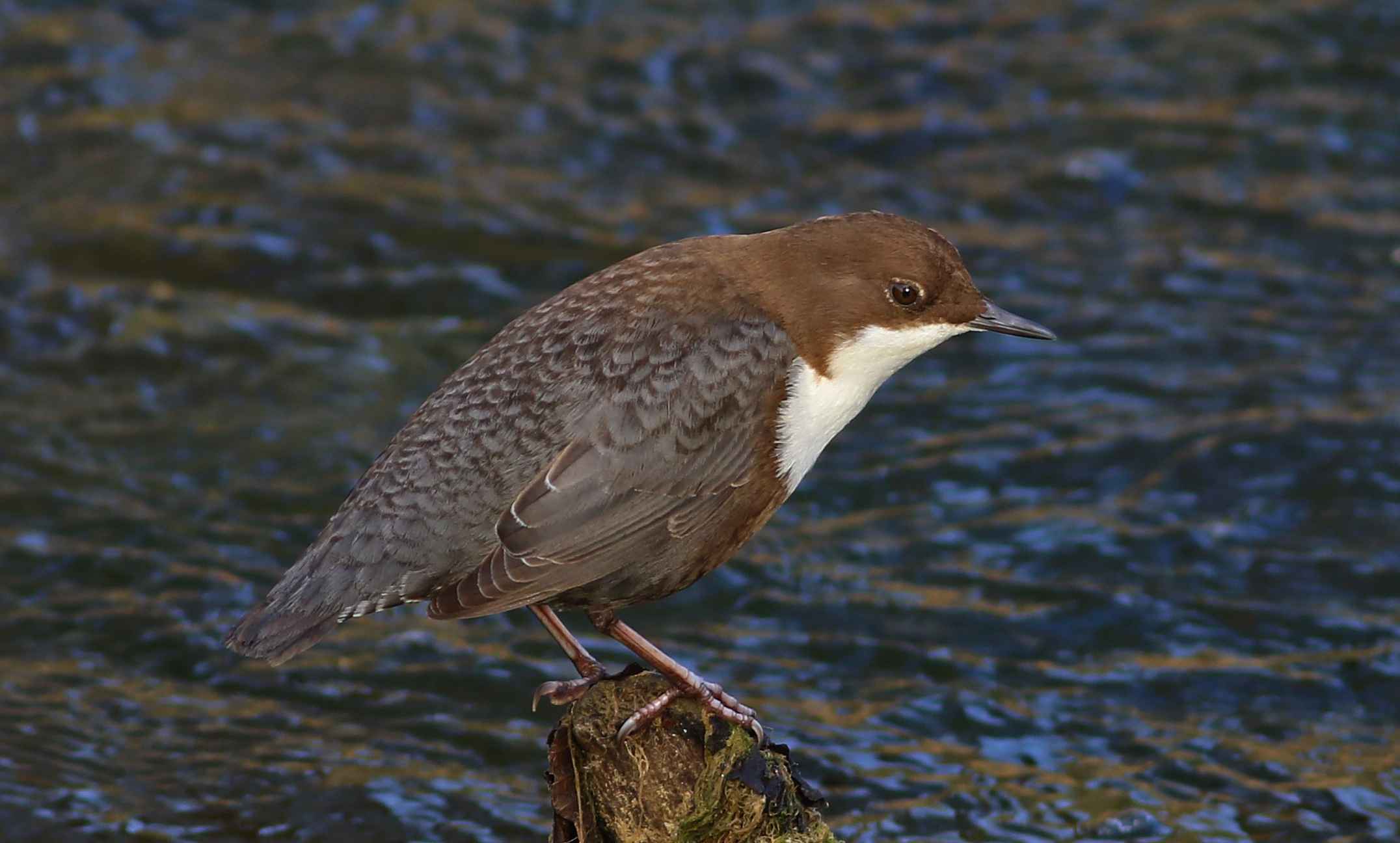 White-throated Dipper